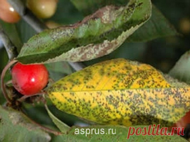3 причины, по которым гибнет дерево