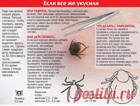 Основные правила защиты от укусов клещей в лесу