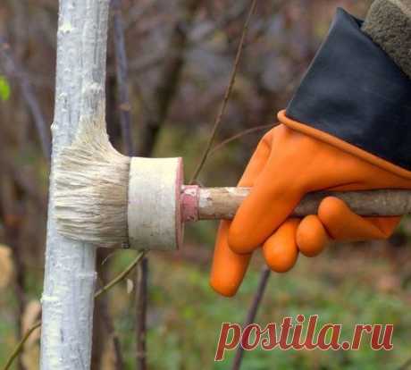 ПОДГОТОВКА К ПОБЕЛКЕ ПЛОДОВЫХ ДЕРЕВЬЕВ