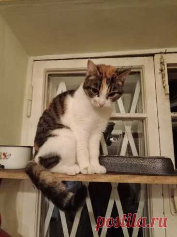 Ластится кошечка томная... (Анна Соболь) / Стихи.ру