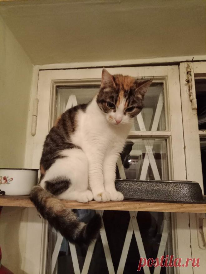 Ластится кошечка томная... (Анна Соболь) / Стихи.ру