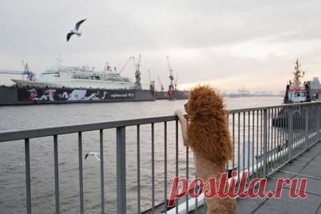 Король городских джунглей