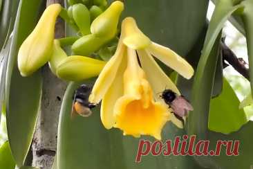 Выращивание ванили: Уход за особым видом орхидеи &amp;#8211; Agro-Info