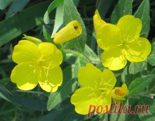 Лекарственное растение ослинник двулетний