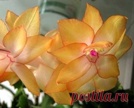 (20) Одноклассники