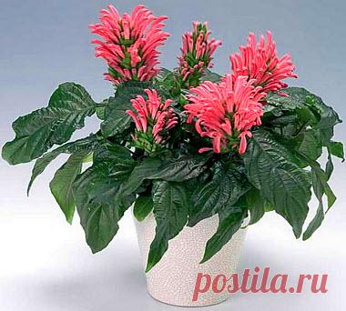 Якобиния (Jacobinia). Фото комнатных видов