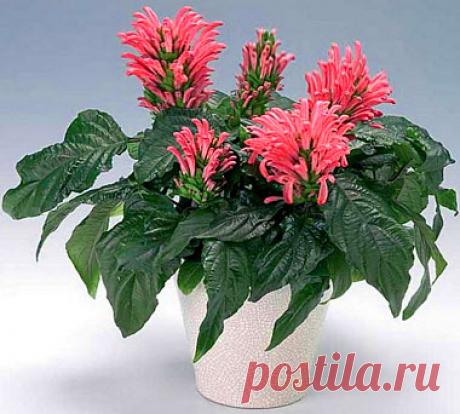 Якобиния (Jacobinia). Фото комнатных видов