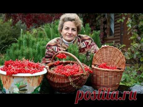 Супер ягода для здоровья  Калина красная