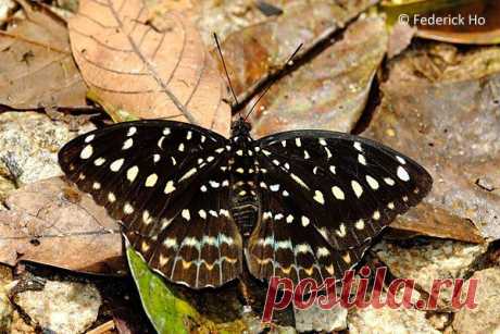 Lexias pardalis
#Бабочка из семейства Nymphalidae (нимфалиды) самка