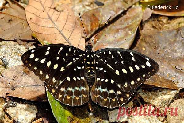 Lexias pardalis
#Бабочка из семейства Nymphalidae (нимфалиды) самка