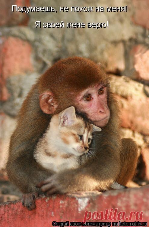 Котоматрица: Лучшие за всё время