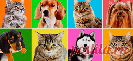 Las Mascotas y el Feng Shui
