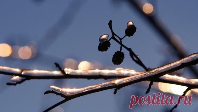 Измайловский парк, Москва. Январь 2011 г.