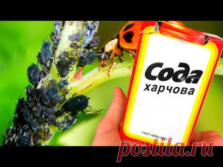 БЕЗОПАСНОЕ И НАДЁЖНОЕ СРЕДСТВО ОТ ТЛИ