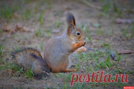 Фото: Белка. Фотограф Константин Анисимов. Фото животных - Фотосайт Rasfokus.ru