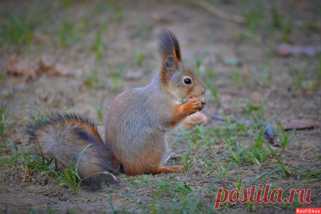 Фото: Белка. Фотограф Константин Анисимов. Фото животных - Фотосайт Rasfokus.ru