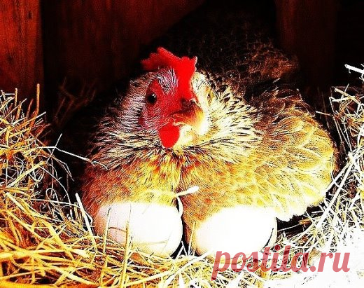 Случается что в какой-то период, особенно зимний, продуктивность кур падает, то есть количество яиц сокращается. Эта проблема встречается обычно у начинающих птицеводов, которые только первый год организовали на своём дачном участке фермерское хозяйство, или завели кур для себя. Профессионалы своего дела знают, что делать, чтобы куры хорошо неслись. На производительность влияет множество факторов: освещение, кормление и тд., а зная физиологические особенности птицы можно значительно увеличить ко
