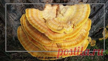 Гриб рейши: что лечит, для чего используется | моя записная книжка | Яндекс Дзен