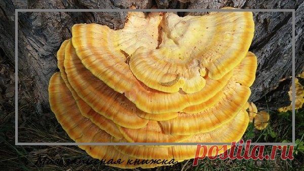 Гриб рейши: что лечит, для чего используется | моя записная книжка | Яндекс Дзен