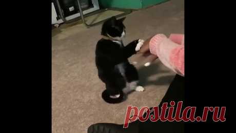 Запутала котика)))
