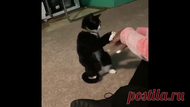 Запутала котика)))