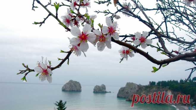 обои цветущая сакура. Цветы обои