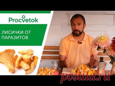 Грибы лисички ОТ ПАРАЗИТОВ. ПРАВИЛЬНЫЙ рецепт здоровья.