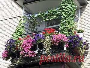 петуния на балконе, ремонт квартир, строительство дома, строительные материалы, ремонт квартиры своими руками, интерьер квартиры, строительный инструмент, дачный дом, техника для дачи, дизайн дома, дачный участок, сад, огород | 21 VEK