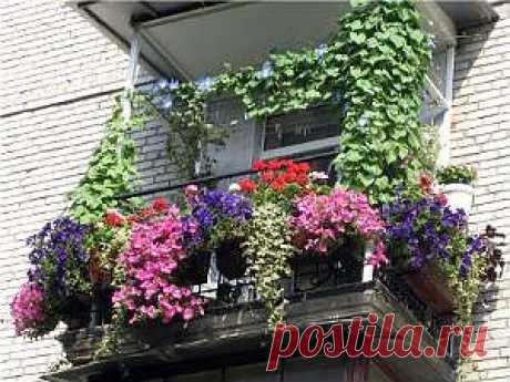 петуния на балконе, ремонт квартир, строительство дома, строительные материалы, ремонт квартиры своими руками, интерьер квартиры, строительный инструмент, дачный дом, техника для дачи, дизайн дома, дачный участок, сад, огород | 21 VEK
