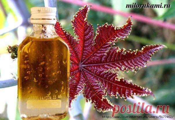 Незаслуженно забытая касторка