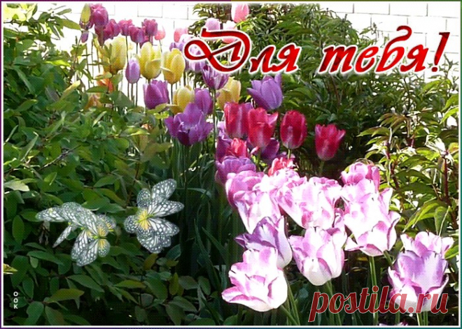 Оригинальная открытка с тюльпанами