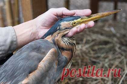 В Братске спасли замерзающую цаплю