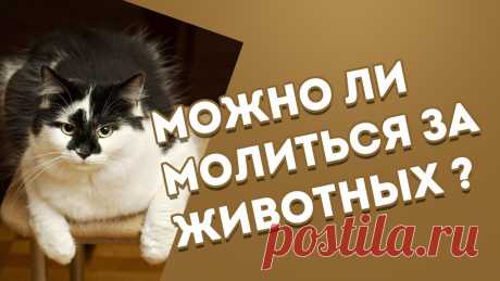 Можно ли ставить свечи за животных ПРИХОД ВОСКРЕСЕНСКОЙ И ВСЕХСВЯТСКОЙ ЦЕРКВЕЙ Г. БЕЛАЯ ХОЛУНИЦА. В Храм Божий надо ходить, пока ноги носят.