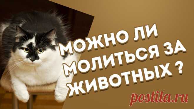 Можно ли ставить свечи за животных ПРИХОД ВОСКРЕСЕНСКОЙ И ВСЕХСВЯТСКОЙ ЦЕРКВЕЙ Г. БЕЛАЯ ХОЛУНИЦА. В Храм Божий надо ходить, пока ноги носят.