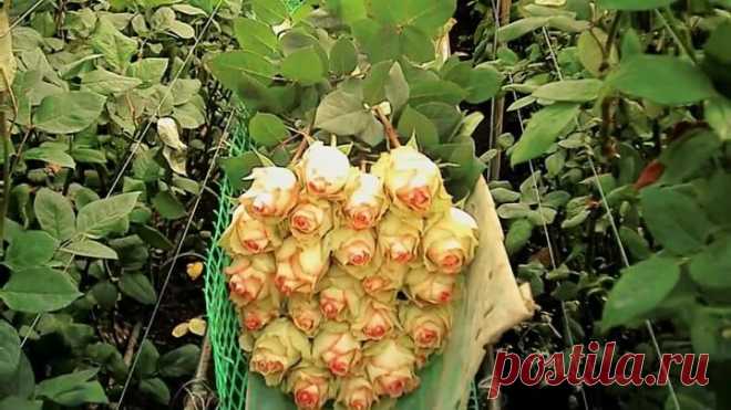 Укоренение розы из букета . Цветы на 8 марта. Как посадить розы