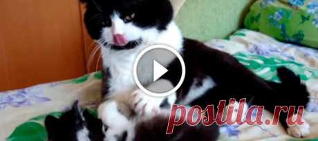 Дедушка-кот решил вымыть перед сном своего внука-котенка