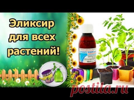 НЕВЕРОЯТНО! РАСТЕНИЯ ОЖИВУТ КАК ПОСЛЕ ДОЖДЯ! ПЕРЕКИСЬ ВОДОРОДА ДЛЯ РАССАДЫ И ОГОРОДА!