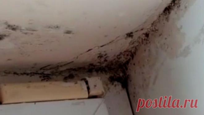 "Черная плесень": россиянка сообщила об ужасном состоянии инфекционного отделения больницы. В Новороссийске местная жительница пожаловалась на плохие условия в инфекционной больнице N3. Об этом сообщает издание "Наша Газета". По словам женщины, по стенам и на потолке в детском инфекционном отделении пошла черная ...