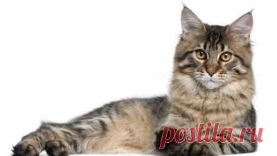 Мейн-кун. Почему эти кошки так популярны? | Животные