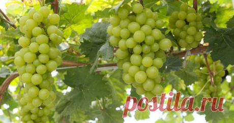 Секреты осенней пересадки винограда
Многие дачники выращивают на приусадебных участках виноград. Эта культура отличается довольно простым уходом, высокой урожайностью, вкусными, полезными и сочными ягодами. Но, чтобы виноград действительно радовал обильным урожаем, за ним необходимо правильно ухаживать. Хоть данная культура и не привередливая в уходе, она нуждается в правильно выбранном...
Читай пост далее на сайте. Жми ⏫ссылку выше