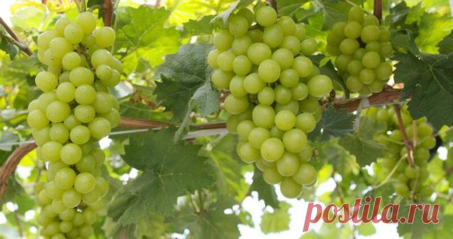 Секреты осенней пересадки винограда
Многие дачники выращивают на приусадебных участках виноград. Эта культура отличается довольно простым уходом, высокой урожайностью, вкусными, полезными и сочными ягодами. Но, чтобы виноград действительно радовал обильным урожаем, за ним необходимо правильно ухаживать. Хоть данная культура и не привередливая в уходе, она нуждается в правильно выбранном...
Читай пост далее на сайте. Жми ⏫ссылку выше