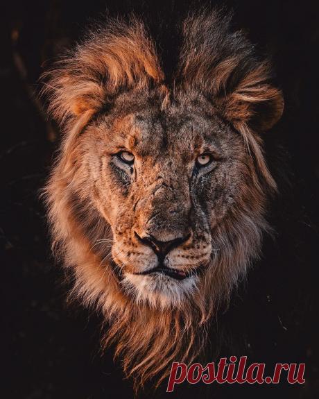 Смешная дикая природа