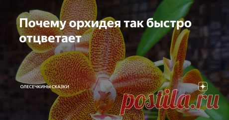 Почему орхидея так быстро отцветает Иногда орхидея начинает сбрасывать цветы, едва распустив бутоны. Почему?