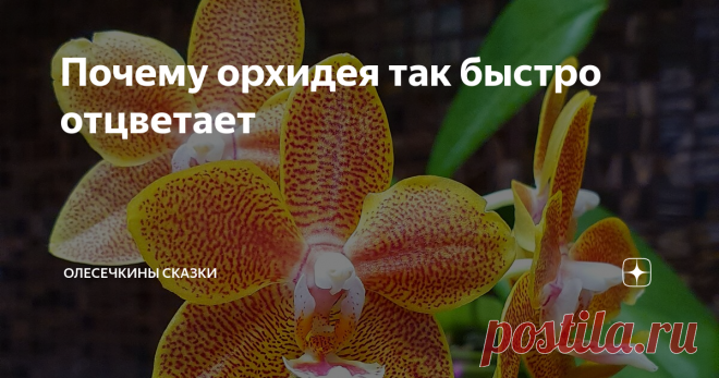 Почему орхидея так быстро отцветает Иногда орхидея начинает сбрасывать цветы, едва распустив бутоны. Почему?