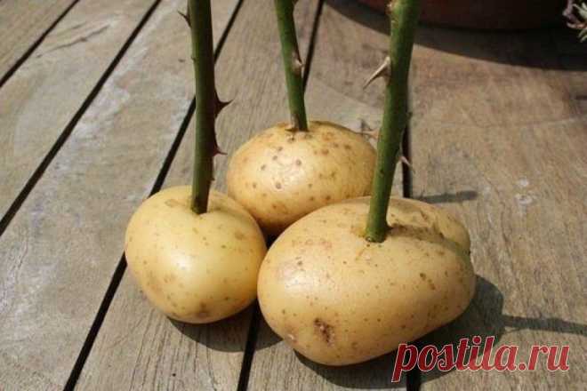 Черенкование роз в картошке | Limonchello.com