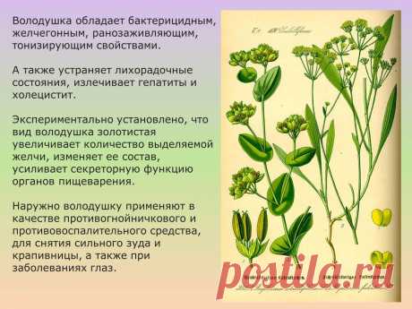 Володушка золотистая