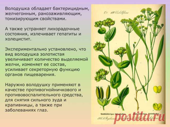 Володушка золотистая