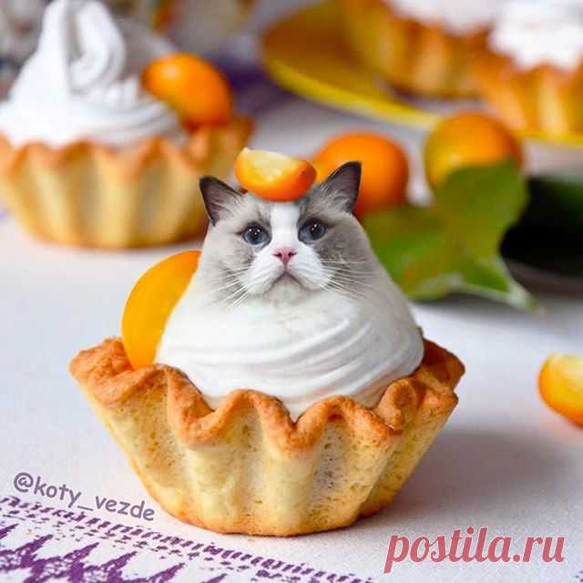 Fruit cake @sweetheartragdoll 🧁
.
My merch - @kotomerch
.
#кот #котик #коты #cat #cats #catsofinstagram #catsagram  #Photoshop #meme #memes #catmeme #funnycats #humor #юмор #humor #cats_of_instagram #catsofworld #catlover 
#animal #animals #猫 #lol
#food #fruit #еда #yummy #cake #cakes
. 
You can support me by buying a mix with your pet or at Patreon!
