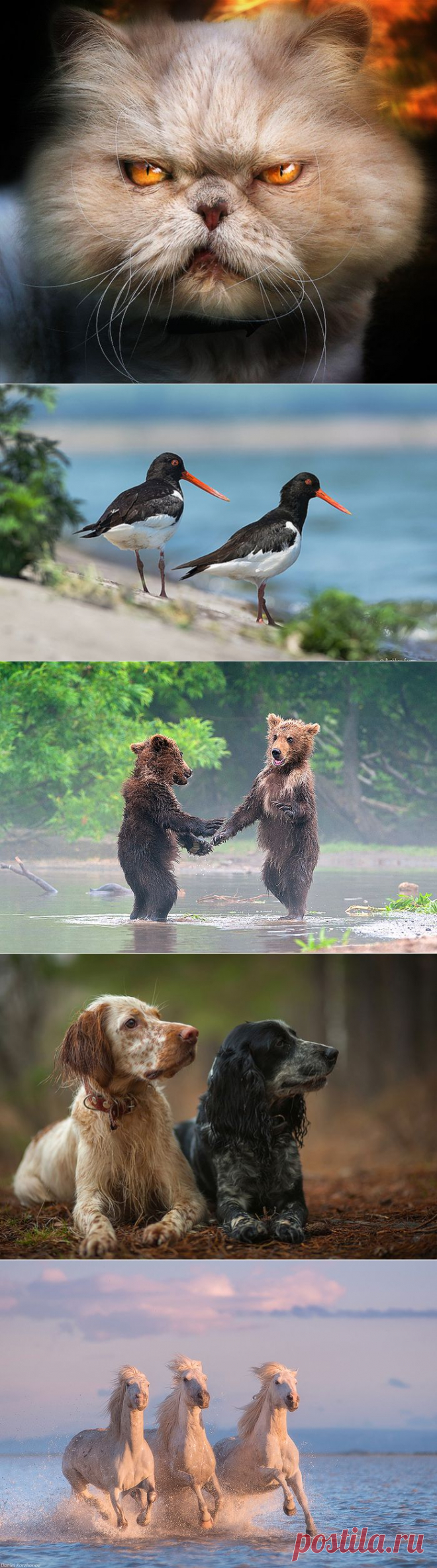Ну разве они не забавны?!