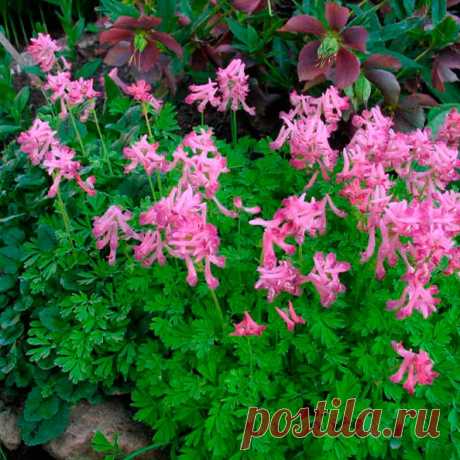 Многолетний садовый цветок Хохлатка (Corydalis). Семейство: дымянковые (Fumariaceae)

Клубневое травянистое многолетнее растение высотой 15-25 см. Цветет в апреле - мае.

Основные виды
Х.Галлера или плотная (C.halleri, C.solida) - клубеньки приплюснуто-шаровидные, плотные, без пустот, светло-коричневые. Стебель высотой 7-30 см, листья дважды или трижды тройчатые. Цветки светло-пурпуровые или белые, собраны в верхушечную плотную кисть.